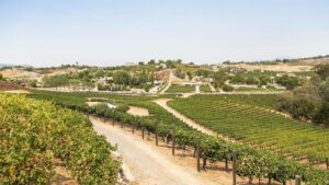 Wide shot overlooking endless rows of grapes with building in the far distance on the Temecula Wine & Vine Tour in San Diego, California, USA